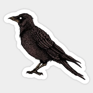 Raven Creepy Crow Bright Gothic Art Sticker